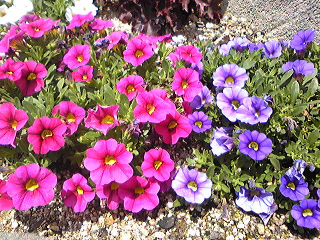 ガーデニング 花壇 夏の花 ガーデニング初心者の小さな花壇の花
