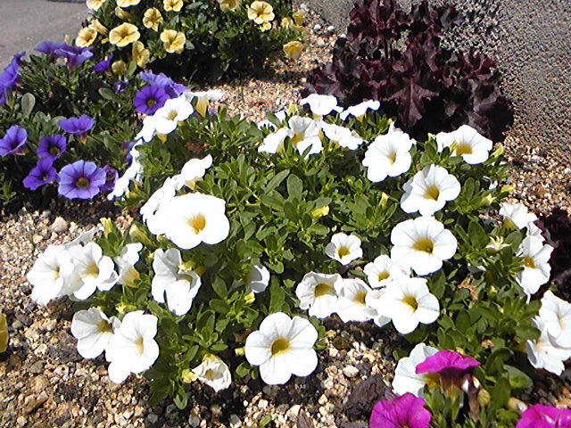 ガーデニング 花壇 夏の花 ガーデニング初心者の小さな花壇の花